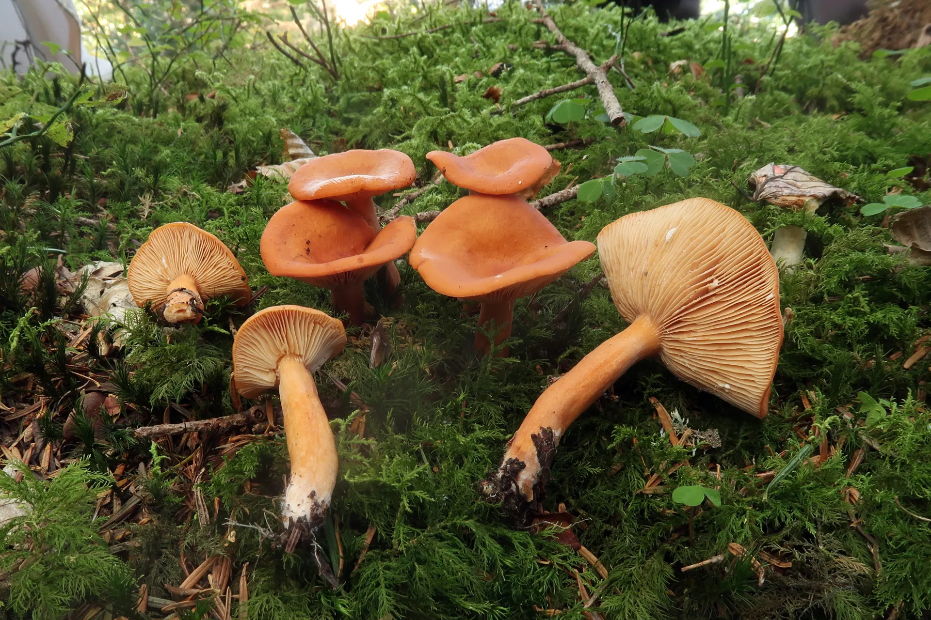 Lactarius aurantiacus - 1